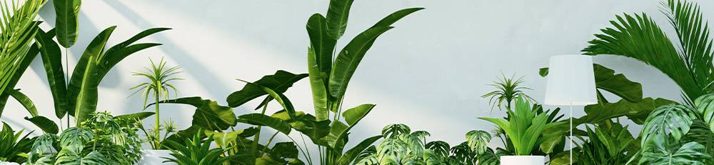 variety of houseplants in a green interior design