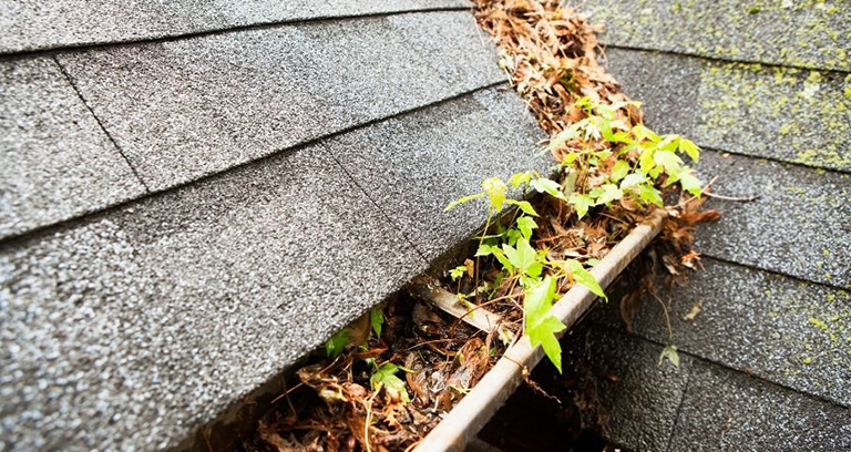 Gutter clogged with leaves, debris and sprouting weeds along a shingled roofline